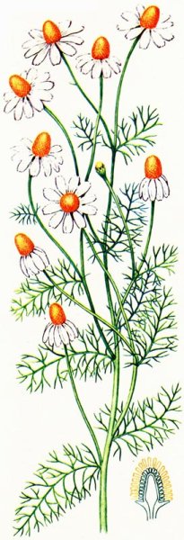 Рисунки растений