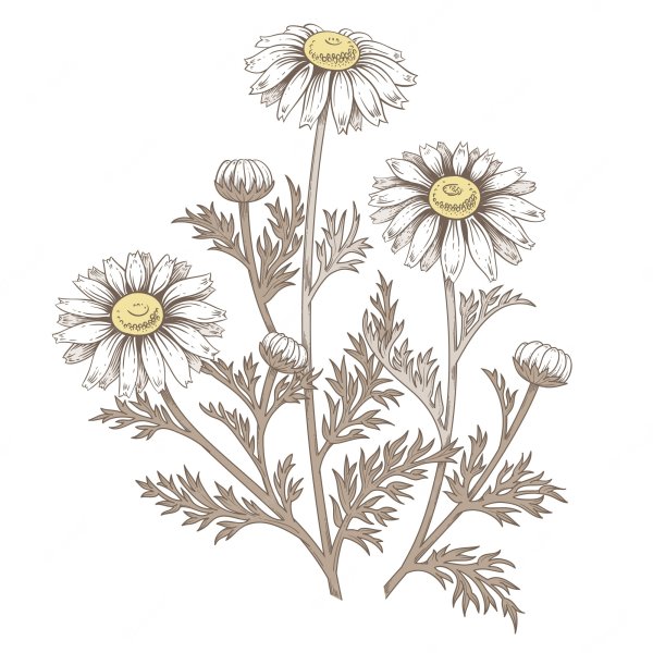 Ромашка лекарственная раскраска