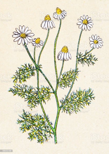 Ромашка непахучая биология