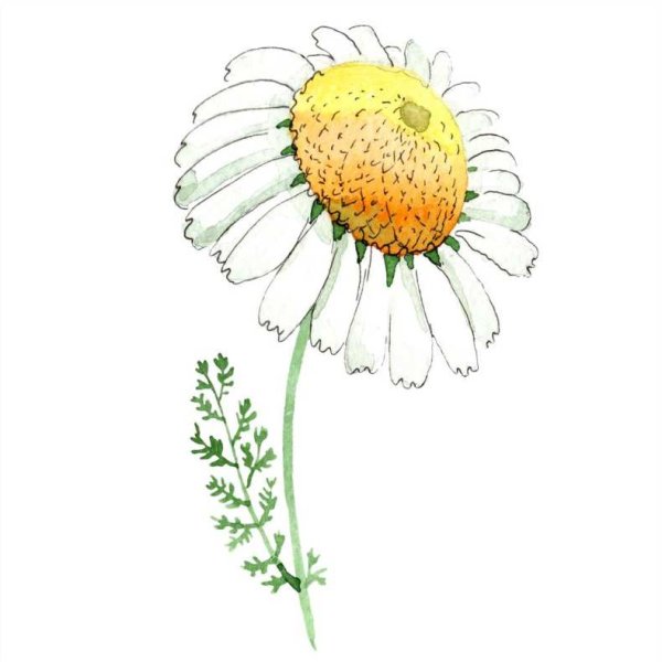 Ромашка лекарственная стебель