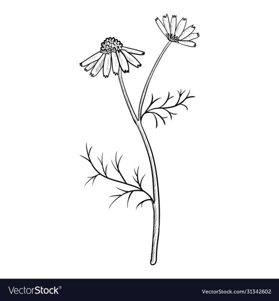 Цветки ромашки аптечной