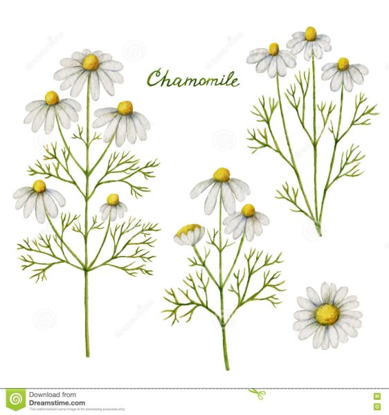 Ромашка аптечная раскраска