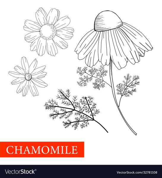 Ветка ромашки