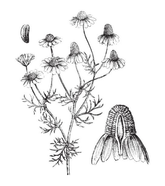 Chamomilla recutita рисунок