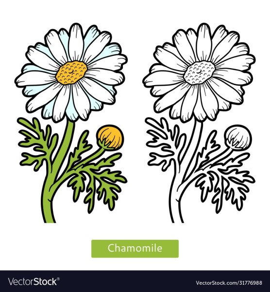 Ромашка лекарственная для детей