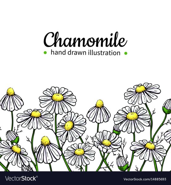 Ромашка лекарственная акварель
