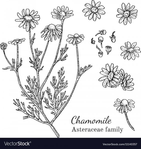 Ромашка аптечная вектор