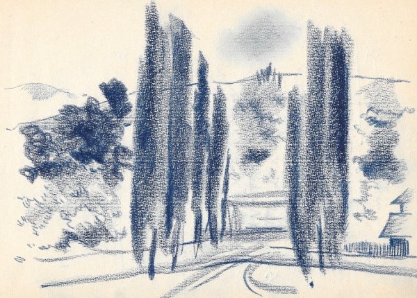 Кипарис в графике