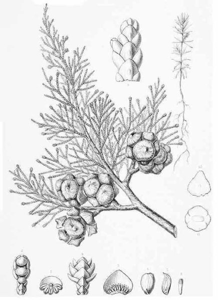 Кипарис вечнозеленый рисунок