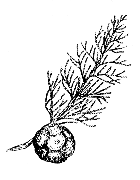 Строение шишки кипариса