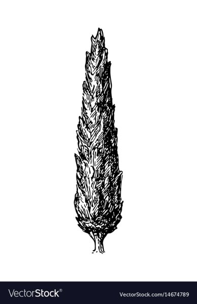 Туя рисунок карандашом