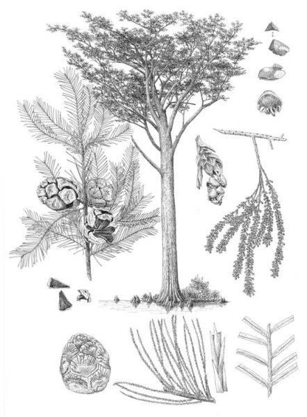 Кипарис раскраска