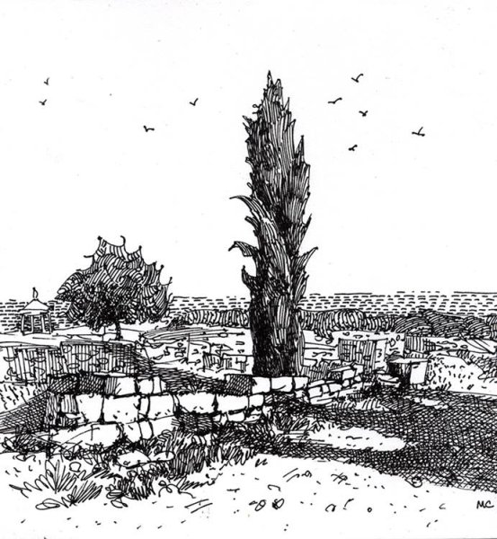 Кипарис карандашом