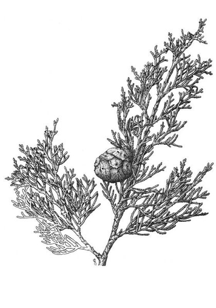 Туя Восточная побег