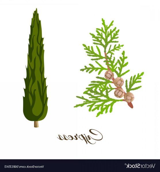 Туя рисунок