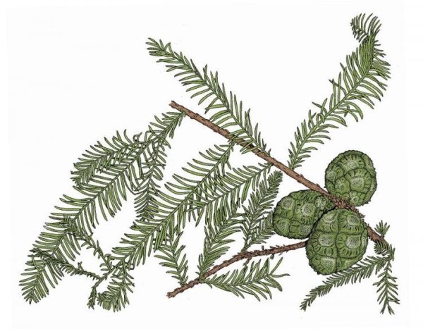 Болотный Кипарис шишки