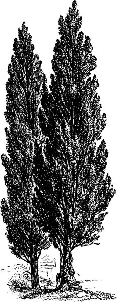 Кипарис (род деревьев)