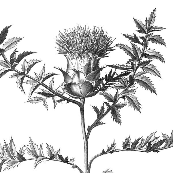 Чертополох ботаника