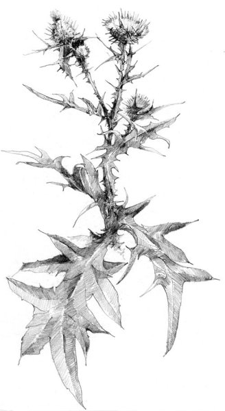 Чертополох набросок