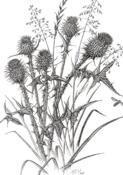 Чертополох черно белый рисунок