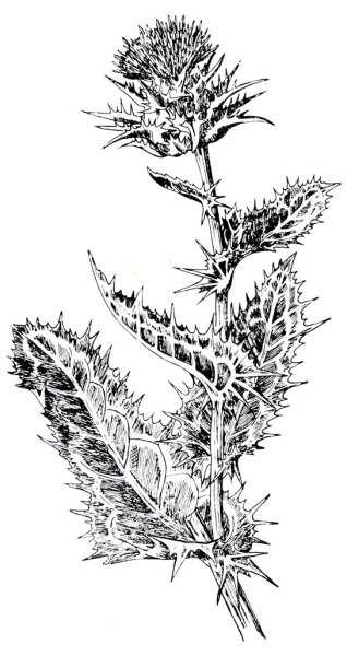 Расторопша пятнистая ботаника