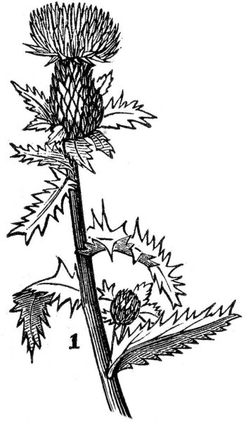 Репейник карандашом