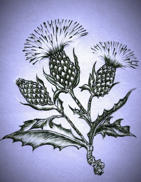 Чертополох карандашом