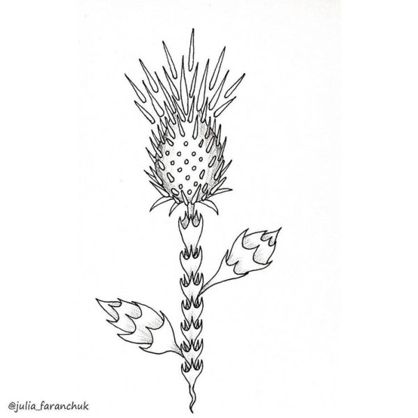 Чертополох рисунок