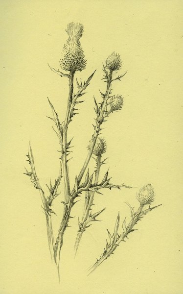 Чертополох карандашом