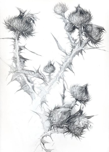 Флюрографика чертополох