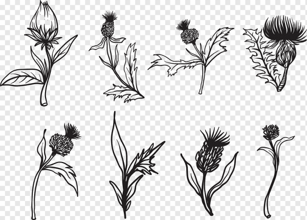 Чертополох эскиз