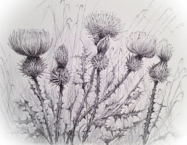 Чертополох контур