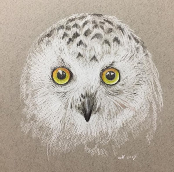 Рисование Полярная Сова