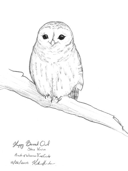 Сипуха Букля