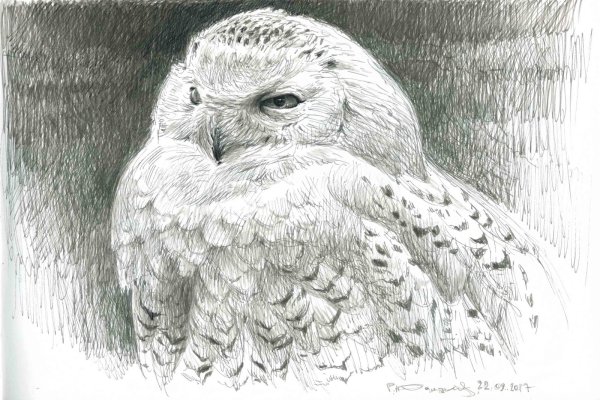 Раскраска Букля из Гарри Поттера