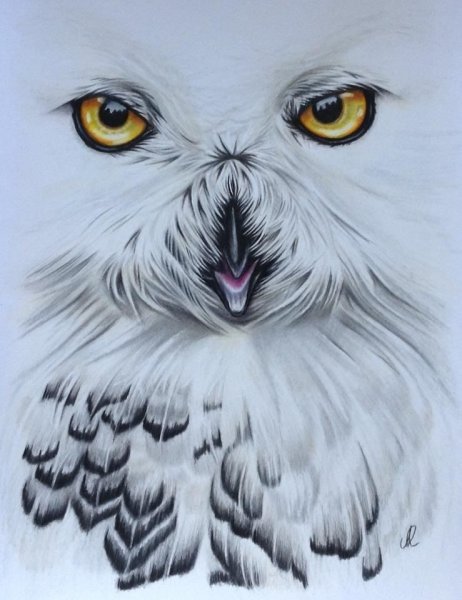 Белая Сова раскраска