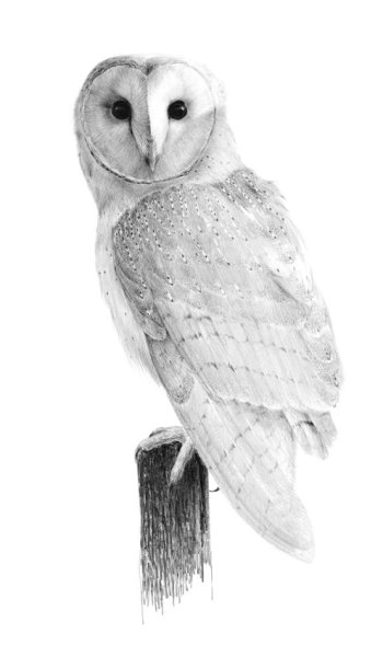 Рисунок Совы карандашом легкий