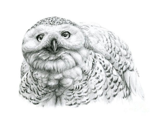 Нарисовать полярную сову