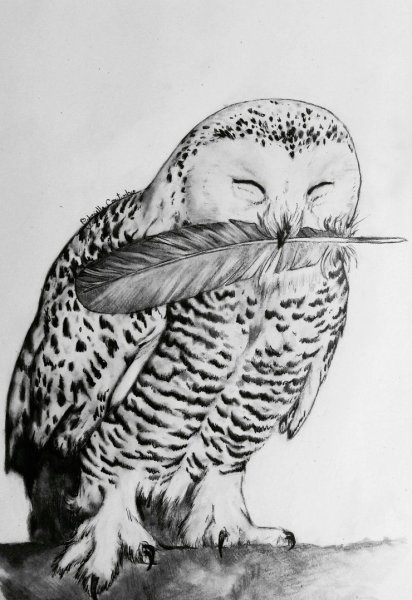 Сова Гарри Поттера раскраска