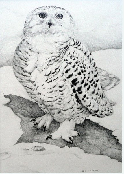 Сипуха карандашом