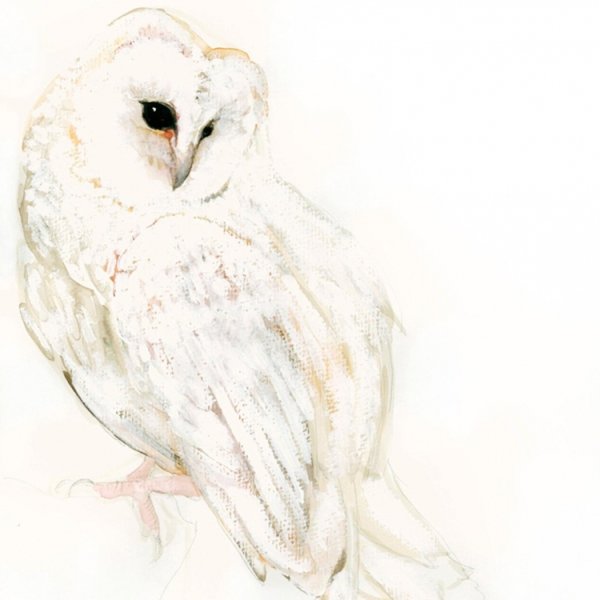 Полярная Сова раскраска