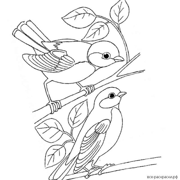 Птицы раскраска для детей