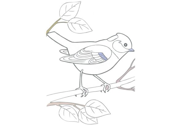 Большая синица раскраска