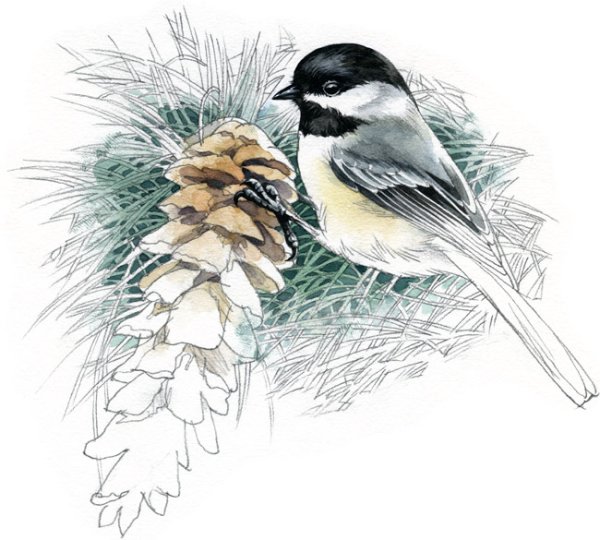 Синичка скетч