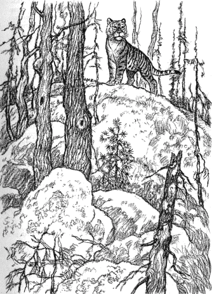 Природа карандашом