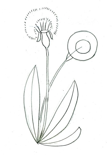 Одуванчик рисунок карандашом