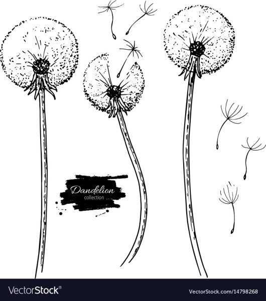 Рисование одуванчик