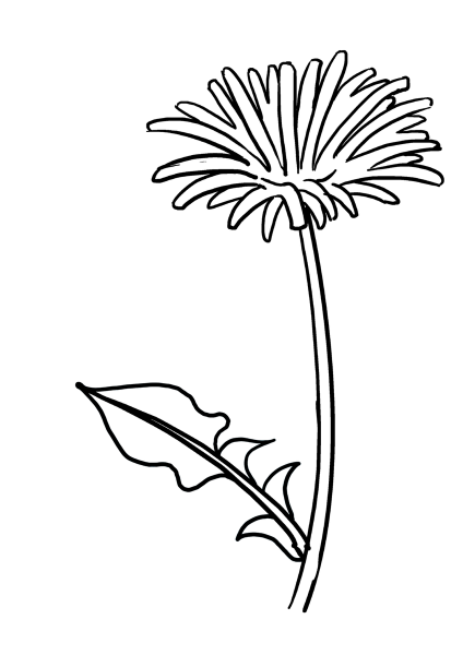 Одуванчик раскраска