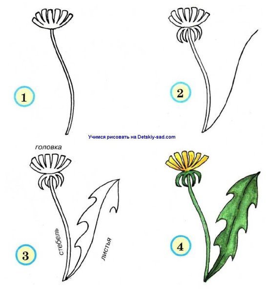 Одуванчик рисунок карандашом