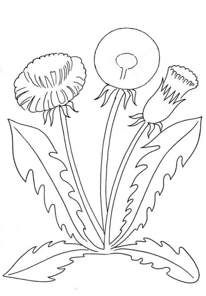 Одуванчик трафарет для детей